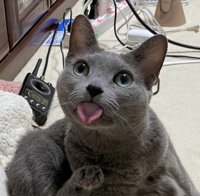 何？何？どうしちゃったの？＝M. Manabeさん（@nekomanabe）提供