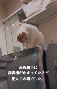 止まることをわかってる？（「ご飯と猫」さん提供、Instagramよりキャプチャ撮影）