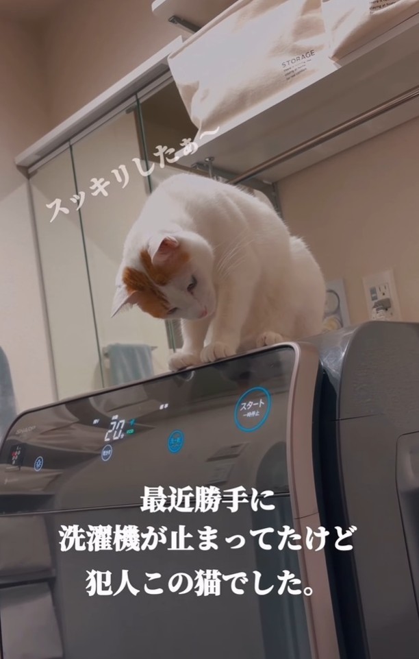 止まることをわかってる？（「ご飯と猫」さん提供、Instagramよりキャプチャ撮影）