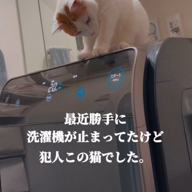 止まることをわかってる？（「ご飯と猫」さん提供、Instagramよりキャプチャ撮影）