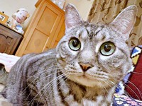 上目遣いがキュートなうめちゃん（画像提供：燦巻しおんさん）