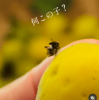 この愛らしい姿に和む人が続出しました(提供：さとこさん)