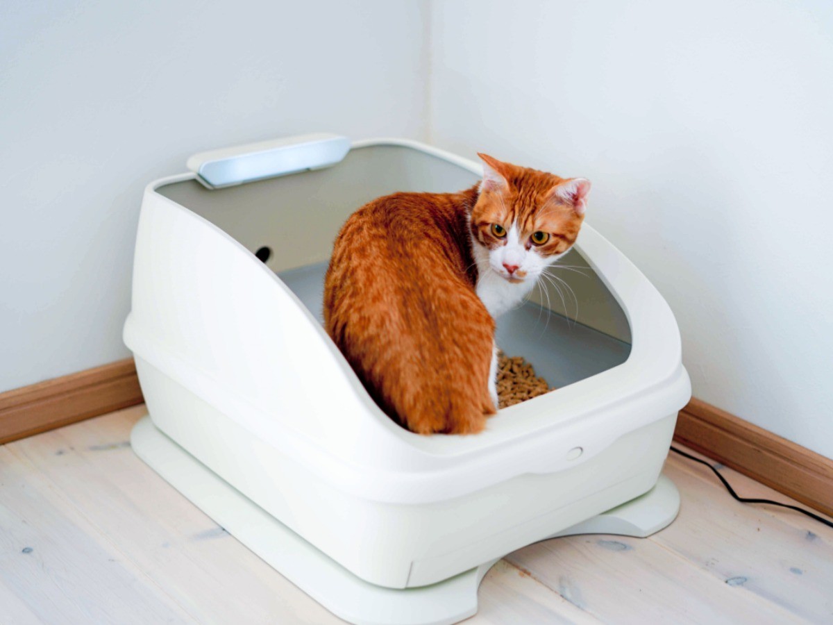 猫の健康調べるトイレ開発 体重・尿記録、スマホにお知らせ | 「犬や猫