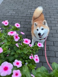 お花を見てにっこり笑顔のまるちゃん（画像提供：祥&柴犬のまるちゃんさん）