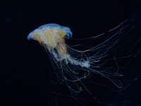 キタユウレイクラゲ（提供・京都水族館）