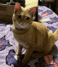 5月の、まだ通れていた頃のレモンくん 画像提供：5匹の猫※画像はトリミングしています