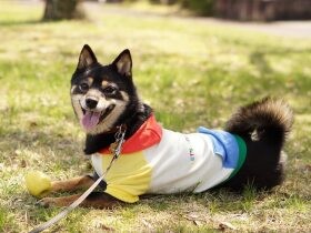 ツンデレな性格だけど、寝るときはぴったりくっついて寝てくれる　豆柴「あずき」