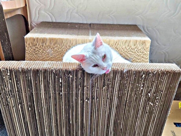 この場所で、このお顔。おもちちゃんの“甘えん坊”ルーティン（画像提供：ちったんさん）