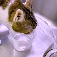 ナナちゃんの頭に蛇口から流れ出る水が直撃、勢いよく前方へ飛び散ります（画像提供：@Mke_nekodakuさん）