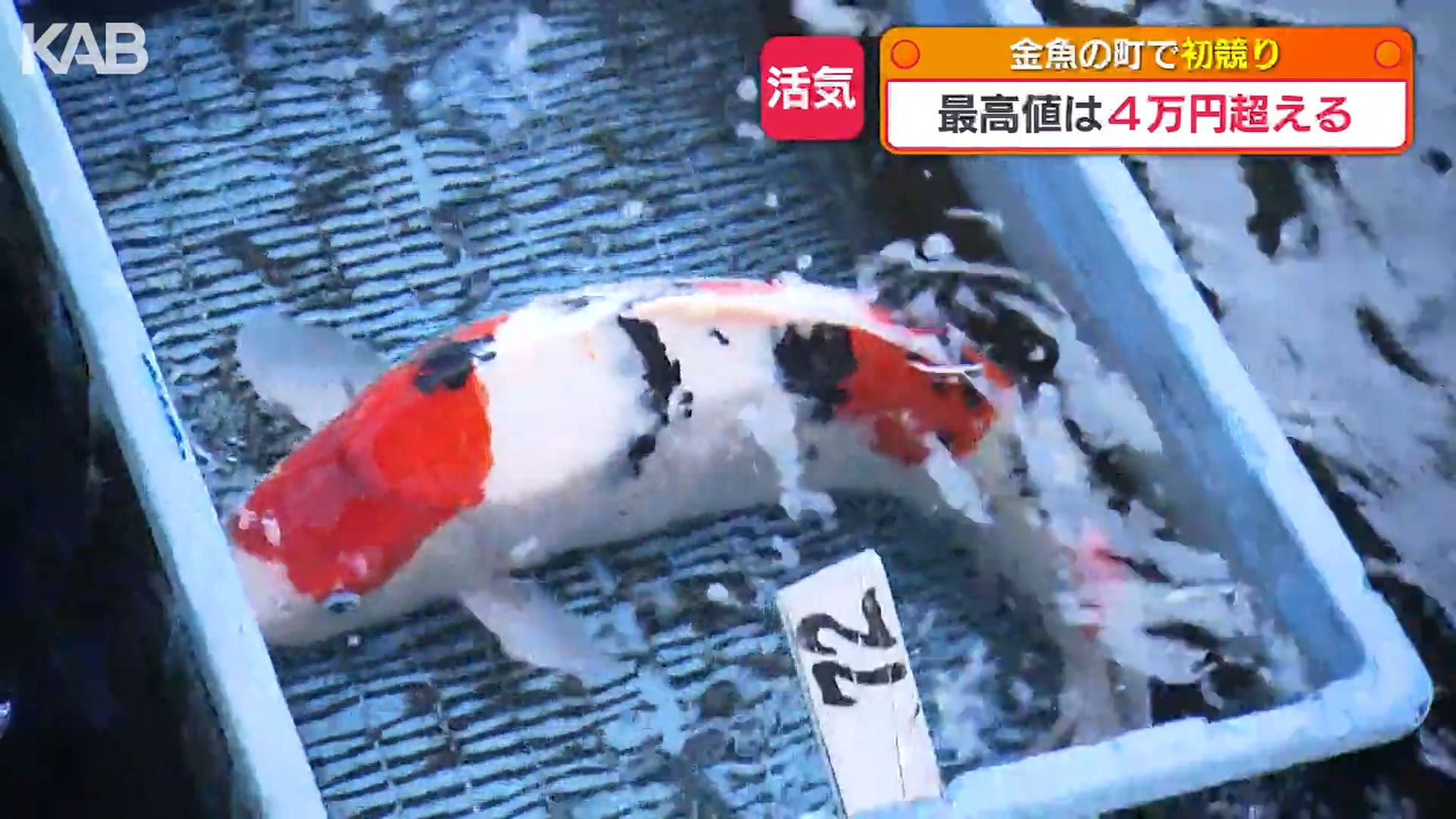 最高値は40㎝のジャンボ獅子頭 金魚の初競りに全国から（1） | KAB ONLINE