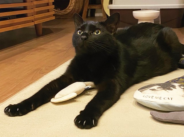 「今晩もそろそろやりますか」とウォーミングアップ中の保護猫・いわし
