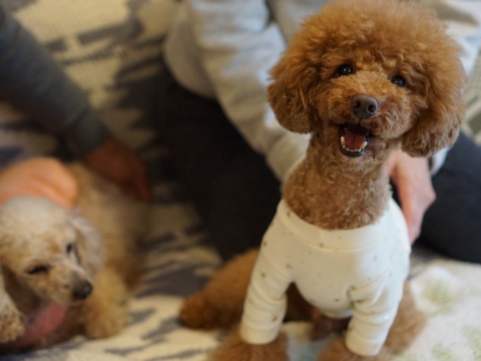 「そうだよ、僕がやんちゃボーイのコアだよ」楽しそうなお顔