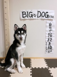 2025年の始まりに目標をたてたおとびくん（画像提供：おとび シベリアンハスキー（カイヌシ：ナルコ）さん）