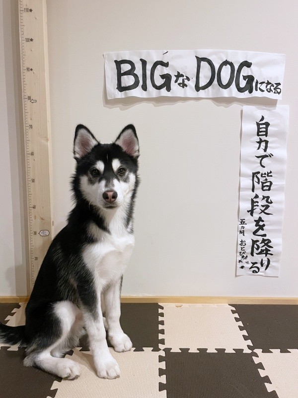 2025年の始まりに目標をたてたおとびくん（画像提供：おとび シベリアンハスキー（カイヌシ：ナルコ）さん）