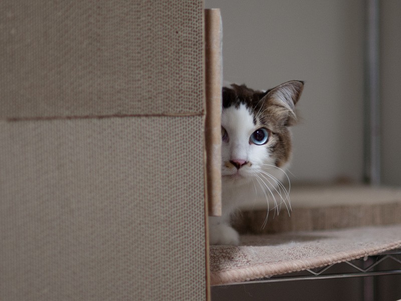 「僕はもうすぐ２歳。おたくら人間って人前でマスクをする生き物でしょ」（小林写函撮影）