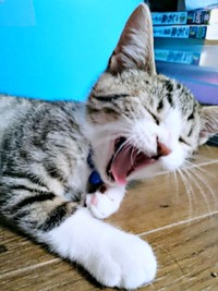 お迎え当初、大きなあくびをする元気くん（画像提供：MOTOさん）