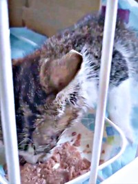 保護後、自力でご飯を食べられるようになったティダさん（画像提供：むうむうとネコさん）