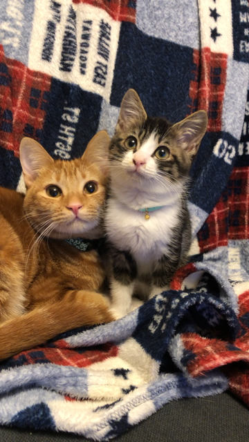 毛色は違うが、穏やかな表情が瓜二つ