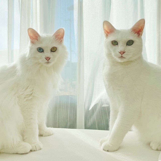 【ビフォー】子猫の幼い雰囲気が残る、お迎え直後のくうちゃん（左）と、ねるくん（右）。しかしこの4年後……（画像提供：くうねる さん）