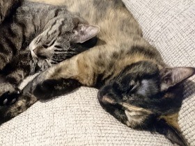 猫に首輪をつけるべきか、つけないべきか　それが問題だ