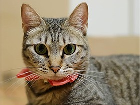 映えてる？　キジ猫「もこ」、新しい首輪でおしゃれしてパチリ