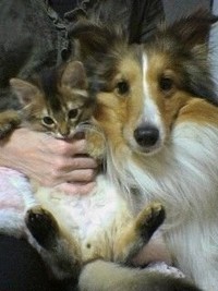 子猫期のウルくんと先住犬のシオンくん