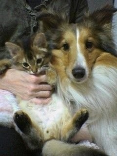 子猫期のウルくんと先住犬のシオンくん