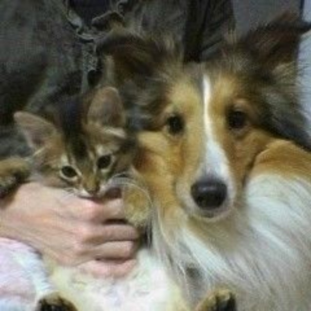 子猫期のウルくんと先住犬のシオンくん