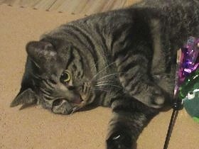 愛猫が痩せた？　慌てて病院に連れて行くと、思わぬ検査結果