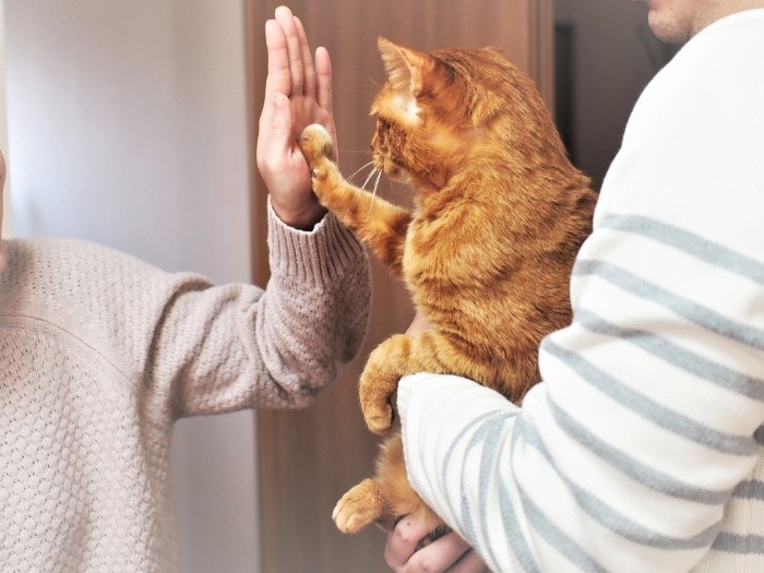 夫に抱かれて妻とハイタッチ！。「よれよれの猫」より　（寄りそう猫 / 辰巳出版）