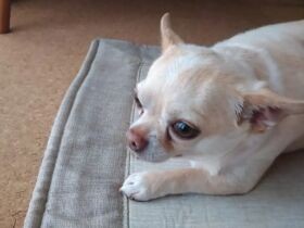 チワワの「たけぽち」　暑い夏はエアコンの効いたおうちでまったり　