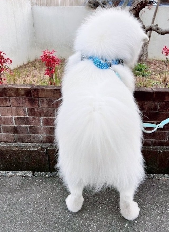 後ろ姿も可愛い過ぎる！（画像提供：サモエドのダッツさん）