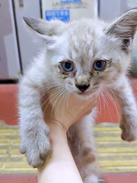 ウォーキング中、飼い主さんと運命の出会いを果たしたしらすくん（画像提供：千晶さん）