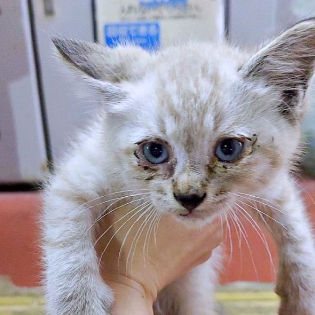 ウォーキング中、飼い主さんと運命の出会いを果たしたしらすくん（画像提供：千晶さん）