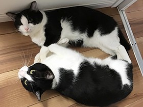 はちわれ猫の「イルカ」と「シャチ」　似てるけど好みはそれぞれ