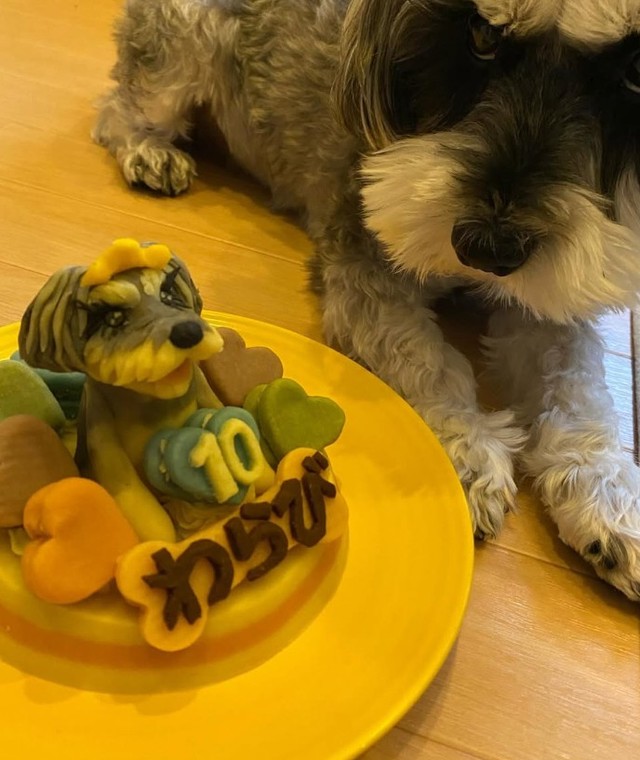 わらびちゃんの10歳の誕生日にはスペシャルな犬用ケーキでお祝い