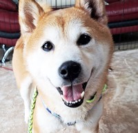 元飼い主と離ればなれとなり、一時動物愛護センターに収容されるも「収容情報」から削除された柴犬・たく