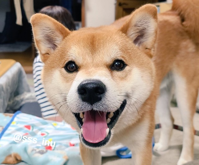 お散歩、お散歩、早く〜＝犬さん（@sss_inu）提供