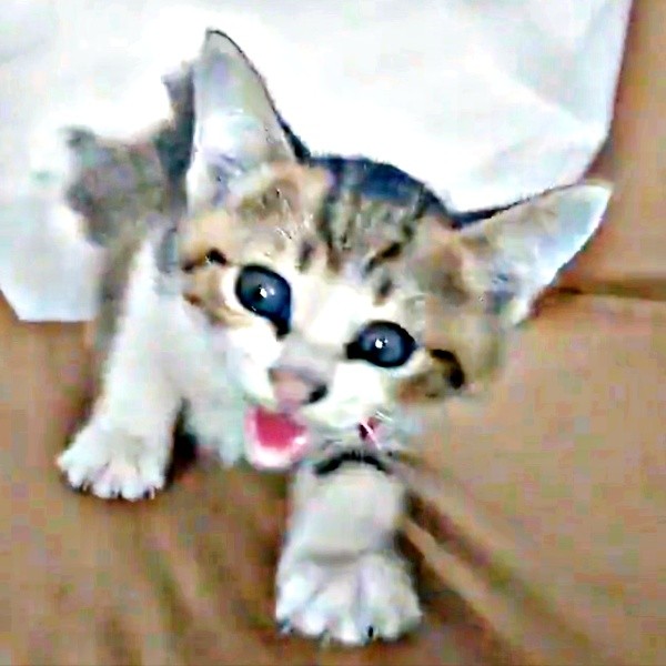 車のボンネットから救出されたポポくん（画像提供：YuuuuJtny-Kさん）