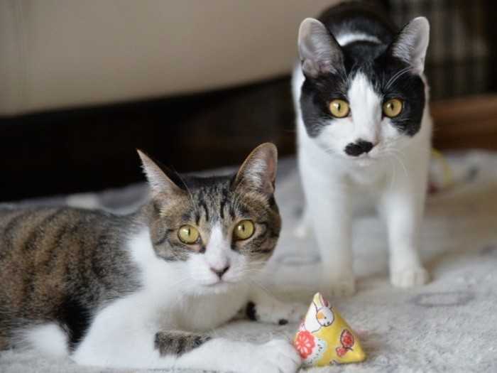 姉妹ではないけどジョーと気が合うの