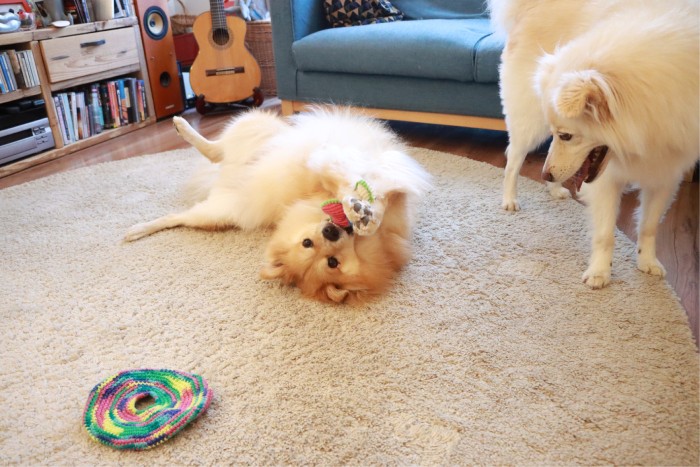 怯えた子犬がこうなるとは