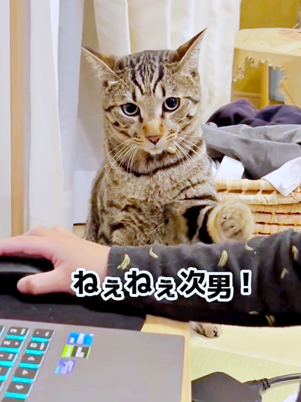 「遊んで」アピールするzozoくん（画像提供：zozoさん）