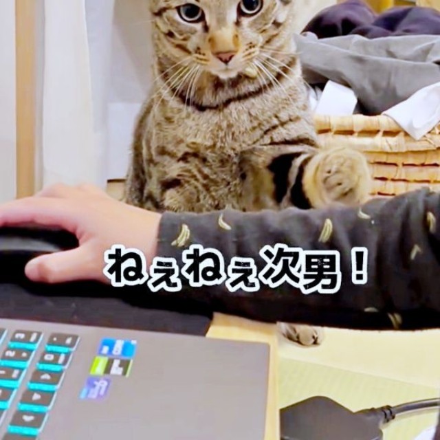 「遊んで」アピールするzozoくん（画像提供：zozoさん）