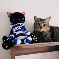 寒いからぬいぐるみの猫ちゃんと一緒に