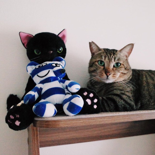 寒いからぬいぐるみの猫ちゃんと一緒に