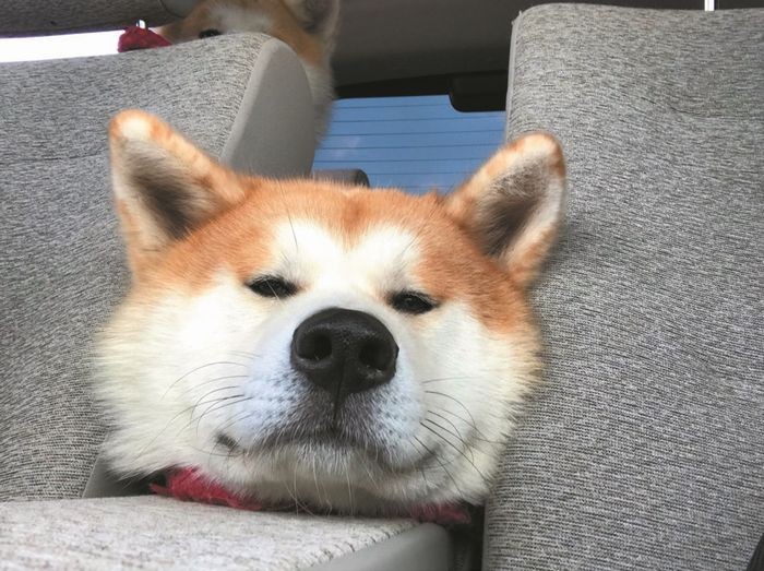 「秋田犬 ゴンとトラ あきたけんじゃないよ あきたいぬだよ」（講談社）より