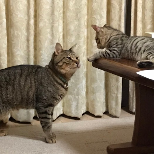 「だれ？」「風間君あらため、しろです」（提供写真）