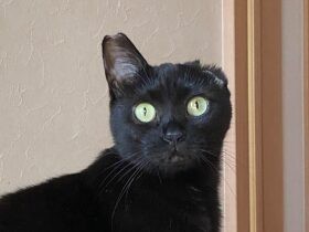 慎重派で警戒心の強い保護猫「うー」　耳の手術も乗り越え今は家族に甘えるように