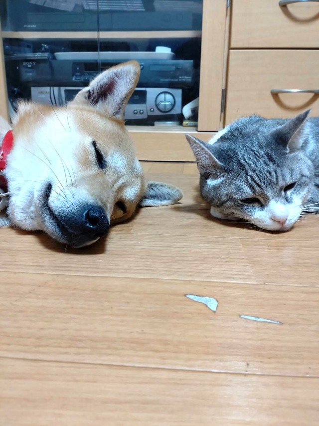 雑種犬のメイとも仲良し