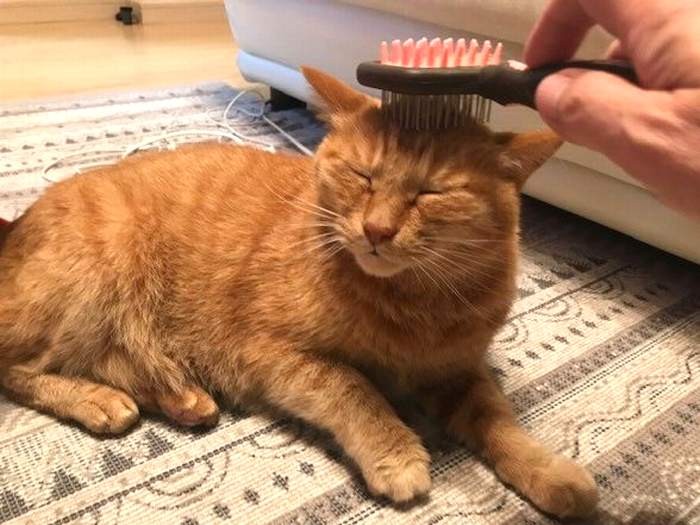 目を閉じて、のどをグルグル言わせて、喜びます